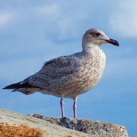 2011-10-17 Rügen