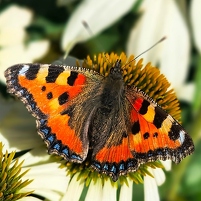 2025-08-16 125650 Motorola e60