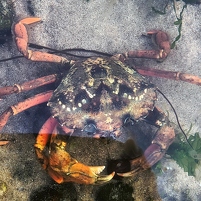 2025-08-12 192431 Motorola e60