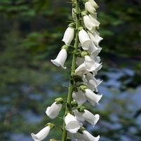 2024-06-16 123652 DSC09627 SONY ILCA-77M2