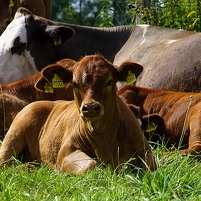 2024-06-27 161829 DSC09796 SONY ILCA-77M2