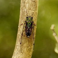 2026-02-06 122806 SONY ILCA77-M2