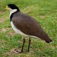 2026-02-09 071035 SONY ILCA77-M2