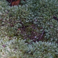 2026-02-12 111624 SONY ILCA77-M2