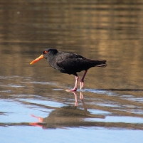 2026-02-21 175509 DSC00812 SONY a77m2