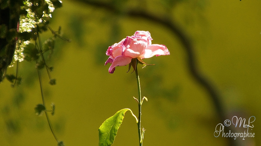 2014-06-09_153036_DSC07467_SONY_SLT-A57.jpg