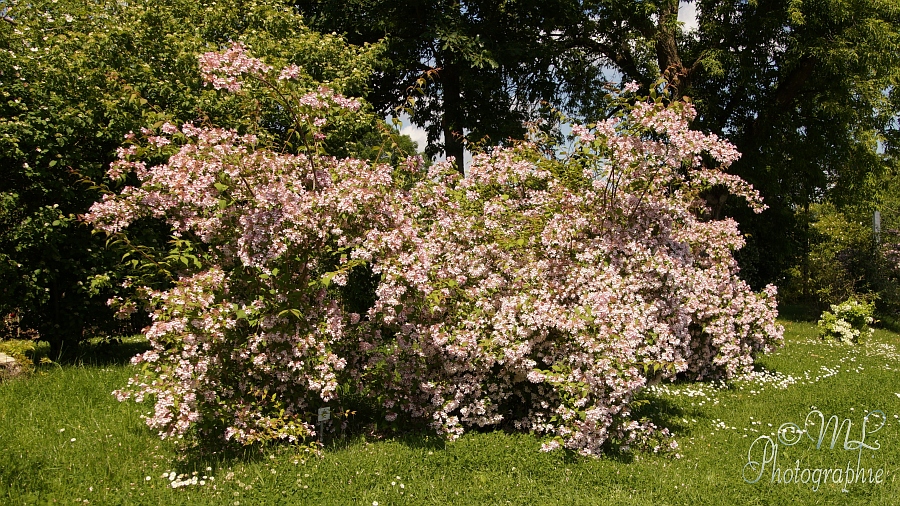 2014-05-31_105159_DSC07229_SONY_SLT-A57.jpg
