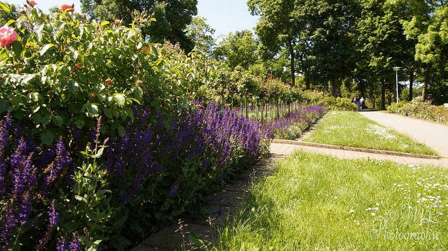 2014-05-31_112751_DSC07271_SONY_SLT-A57.jpg