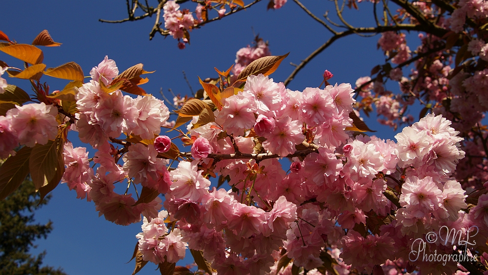 2014-04-17_094731_DSC06772_SONY_SLT-A57.jpg