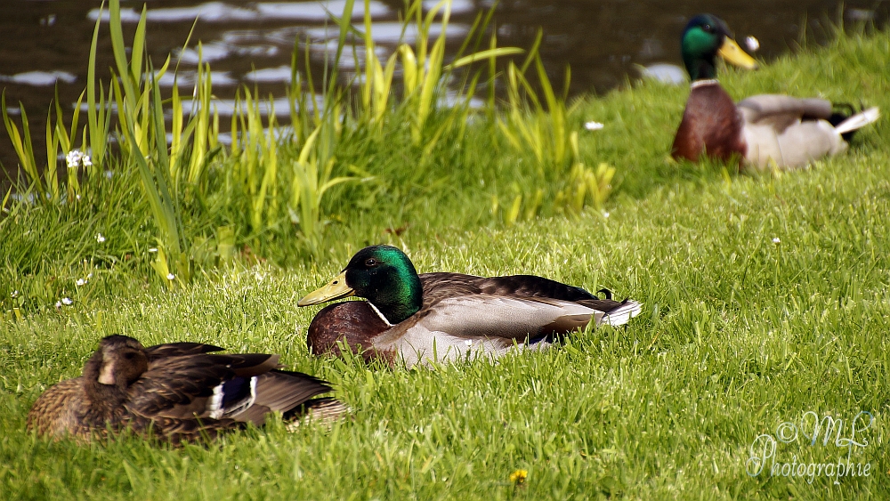 2014-04-17 114622 DSC06861 SONY SLT-A57