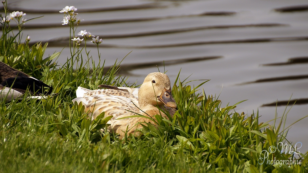 2014-04-17_114733_DSC06863_SONY_SLT-A57.jpg