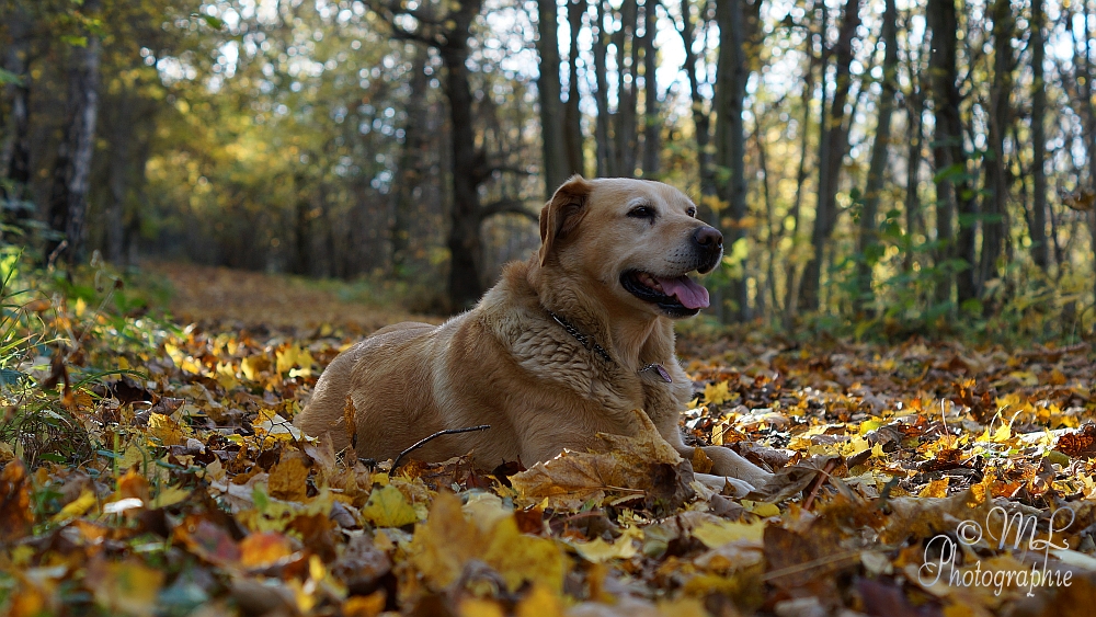 2013-10-22_145852_DSC05981_SONY_SLT-A57.jpg