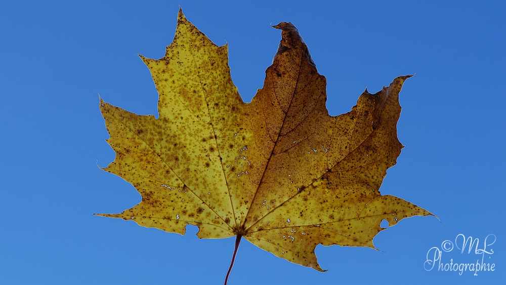 2013-10-22_150521_DSC05986_SONY_SLT-A57.jpg