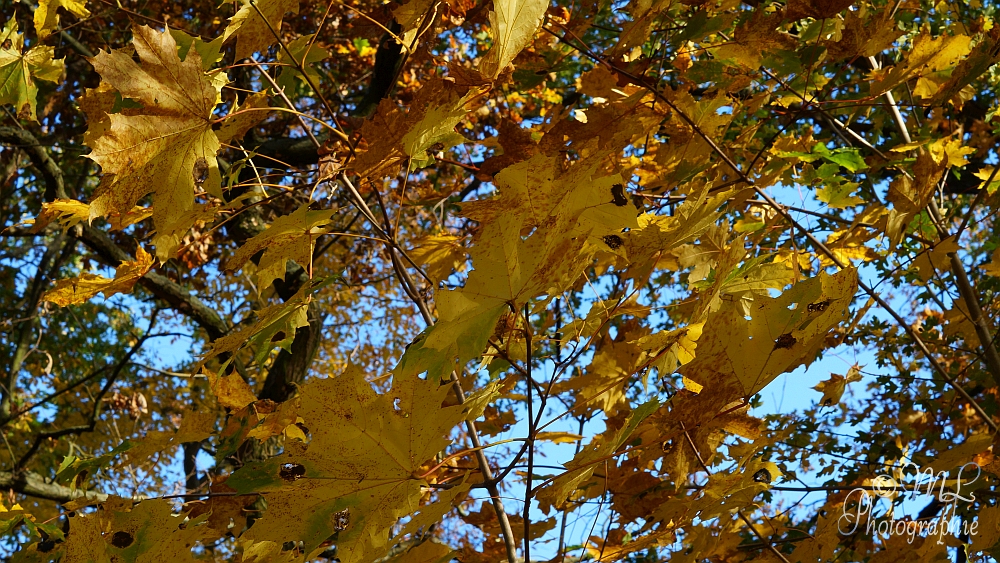 2013-10-22_151358_DSC06003_SONY_SLT-A57.jpg