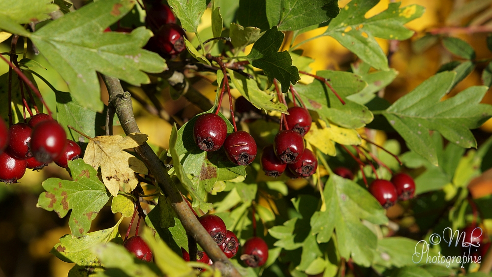 2013-10-22_152926_DSC06022_SONY_SLT-A57.jpg