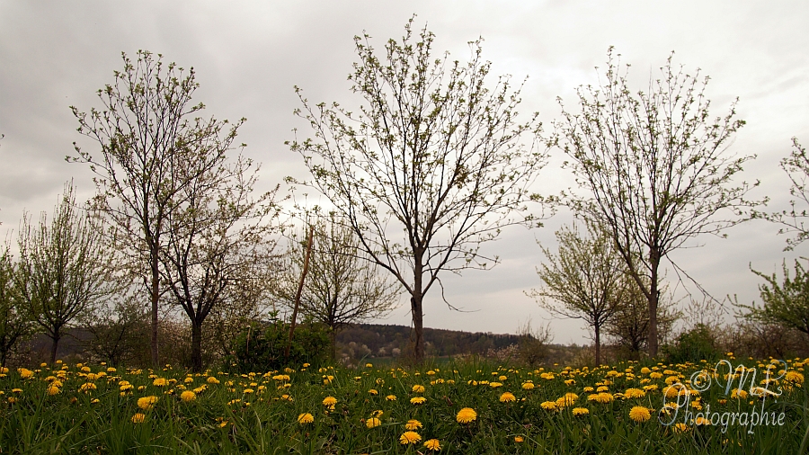 2015-04-25 150309 DSC00618 SONY SLT-A57