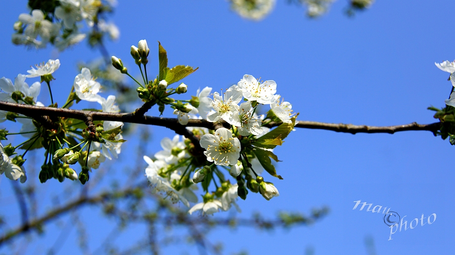 Aufnahme www.maurice.xx3x.de 2018-04-21_153945_DSC01941_SONY_SLT-A77V.jpg