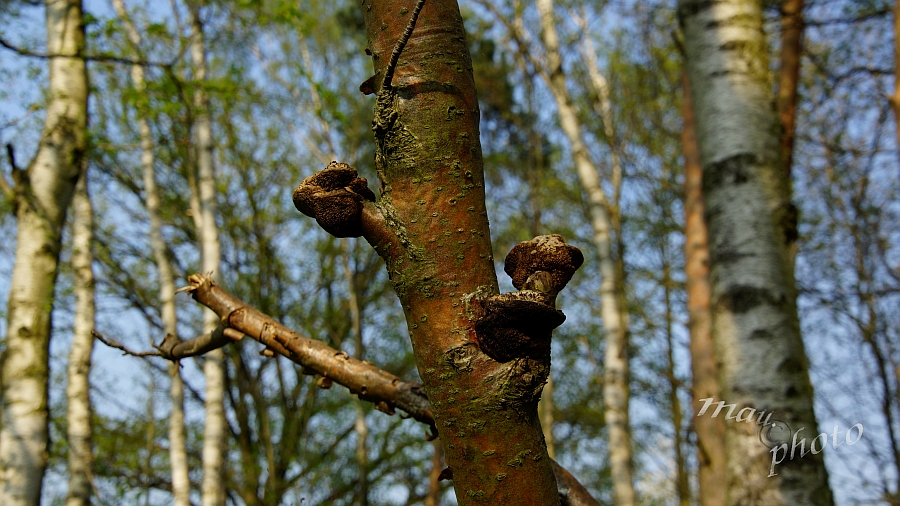 Aufnahme www.maurice.xx3x.de 2018-04-21_155211_DSC01951_SONY_SLT-A77V.jpg