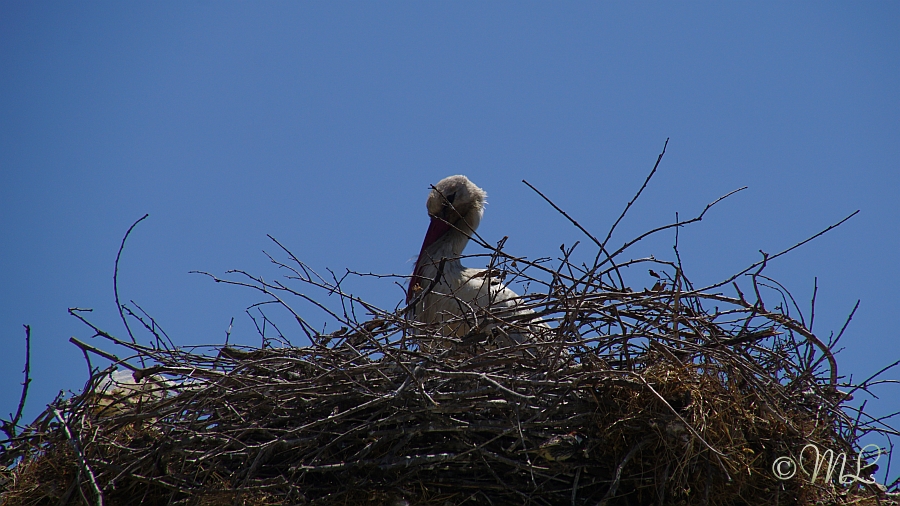 2018-05-16_112111_DSC01364_SONY_ILCA-77M2.jpg