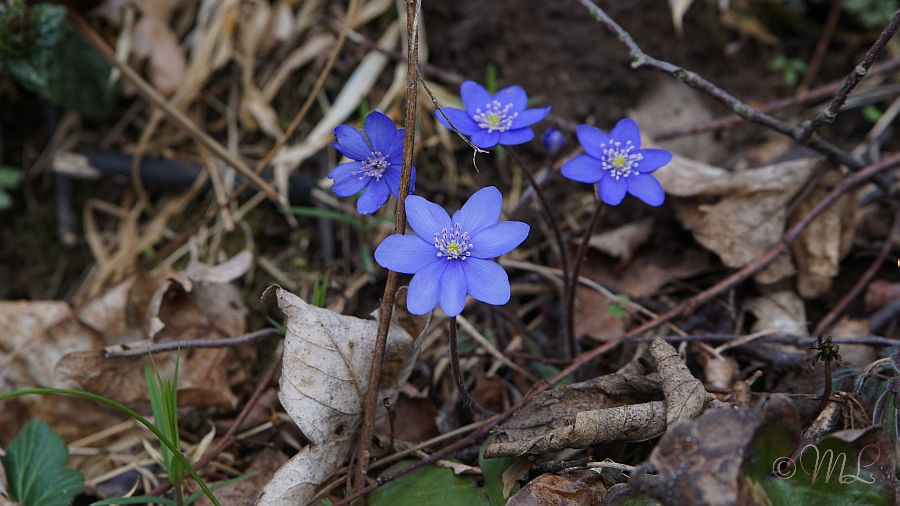2018-04-02 121431 DSC00736 SONY ILCA-77M2 - 2018-04-02_121431_DSC00736_SONY_ILCA-77M2.jpg 2018-04-02_121431_DSC00736_SONY_ILCA-77M2.jpg