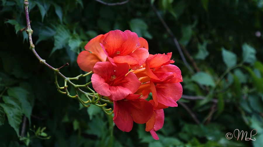 2018-07-31 181213 DSC02385 SONY ILCA-77M2 - 2018-07-31_181213_DSC02385_SONY_ILCA-77M2.jpg 2018-07-31_181213_DSC02385_SONY_ILCA-77M2.jpg