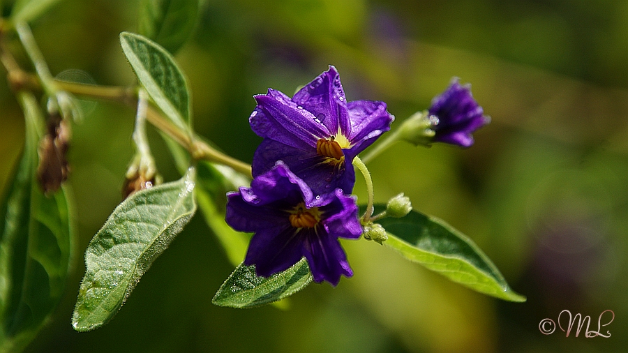 2018-08-03 153220 DSC02570 SONY ILCA-77M2 - 2018-08-03_153220_DSC02570_SONY_ILCA-77M2.jpg 2018-08-03_153220_DSC02570_SONY_ILCA-77M2.jpg