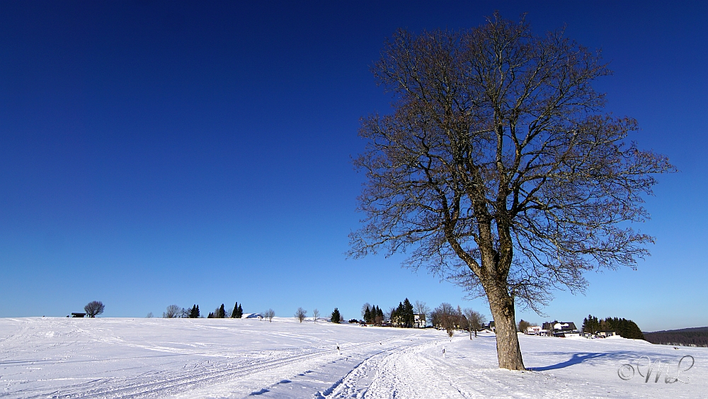 2019-01-20 155400 DSC03513 SONY ILCA77M2 - 2019-01-20_155400_DSC03513_SONY_ILCA77M2.jpg 2019-01-20_155400_DSC03513_SONY_ILCA77M2.jpg