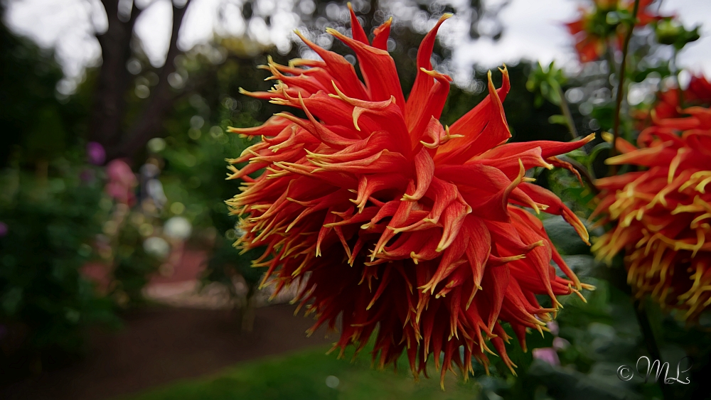 2019-04-05 184212 DSC05449 SONY ILCA-77M2 - 2019-04-05_184212_DSC05449_SONY_ILCA-77M2.jpg 2019-04-05_184212_DSC05449_SONY_ILCA-77M2.jpg