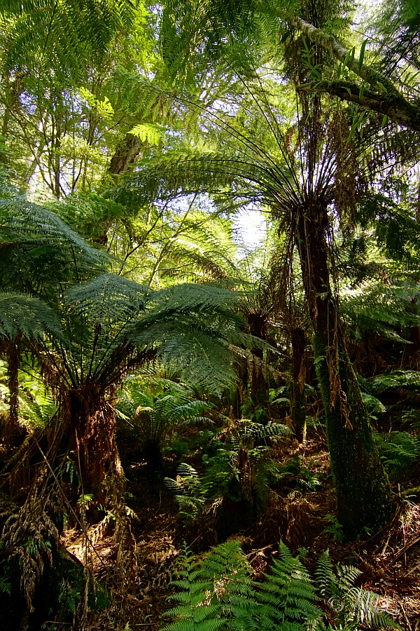 Regenwald im Great Otway Nationalpark 2019-04-04_152304_DSC05403_SONY_ILCA-77M2.jpg