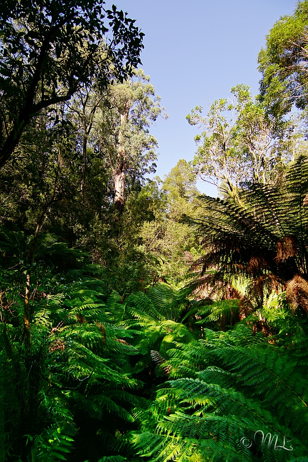 Regenwald im Great Otway Nationalpark 2019-04-04_153147_DSC05409_SONY_ILCA-77M2.jpg