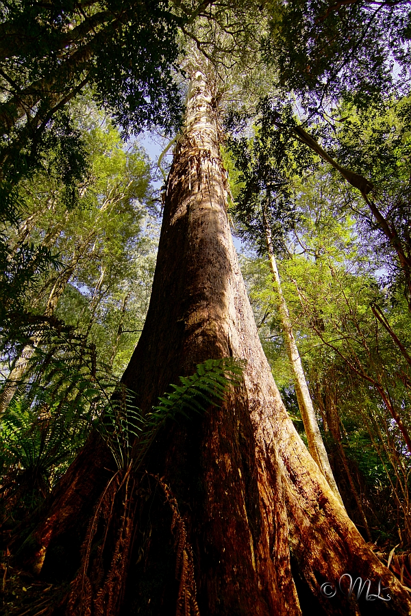 Regenwald im Great Otway Nationalpark 2019-04-04_152442_DSC05405_SONY_ILCA-77M2.jpg