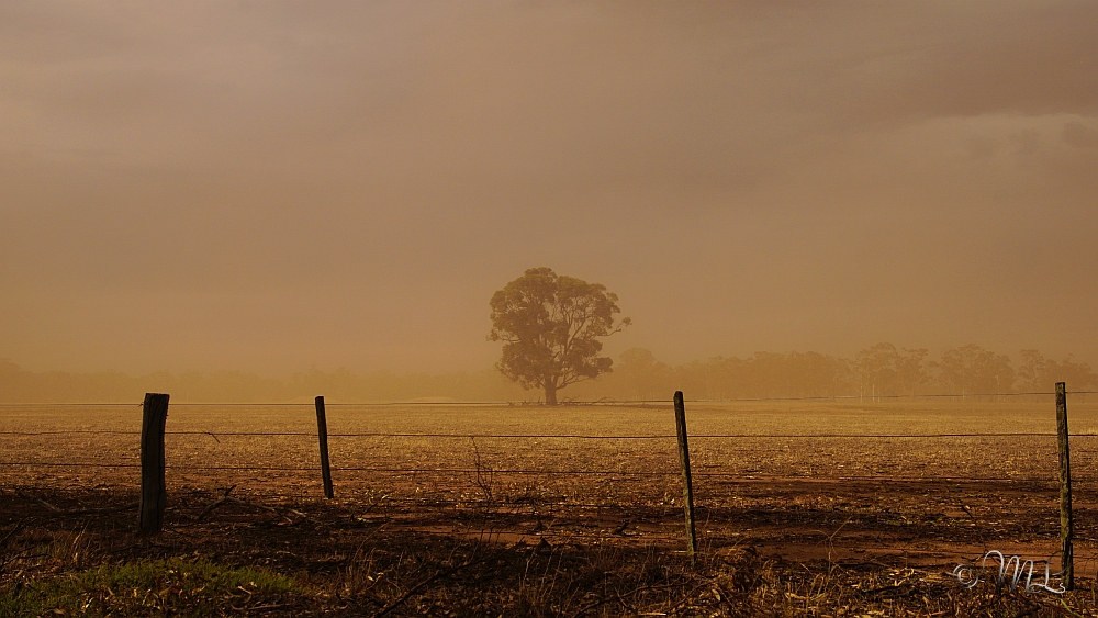 Glenalbyn - Sandsturm 2019-03-29_153435_DSC04859_SONY_ILCA-77M2.jpg