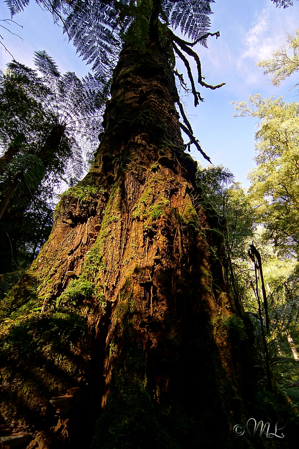 Regenwald im Tarra Bulga Nationalpark 2019-03-28_094837_DSC04762_SONY_ILCA-77M2.jpg