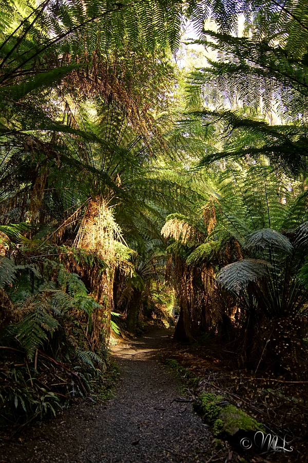Regenwald im Tarra Bulga Nationalpark 2019-03-28_093025_DSC04744_SONY_ILCA-77M2.jpg