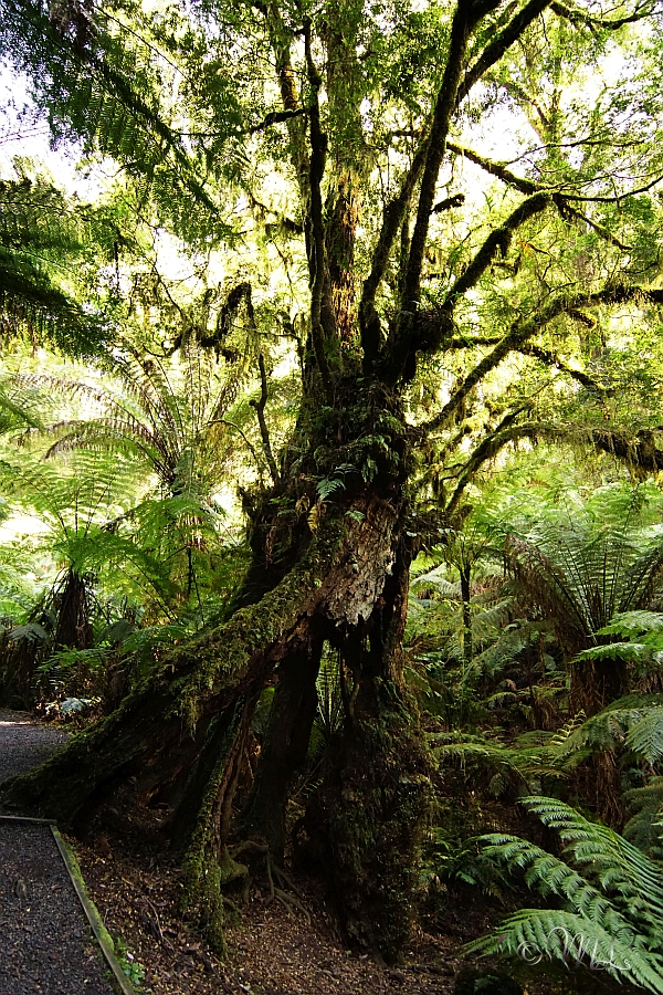 Regenwald im Tarra Bulga Nationalpark 2019-03-28_092905_DSC04739_SONY_ILCA-77M2.jpg