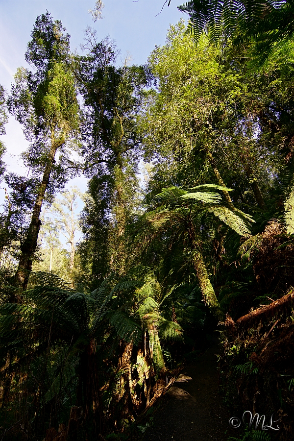 Regenwald im Tarra Bulga Nationalpark 2019-03-28_093704_DSC04754_SONY_ILCA-77M2.jpg