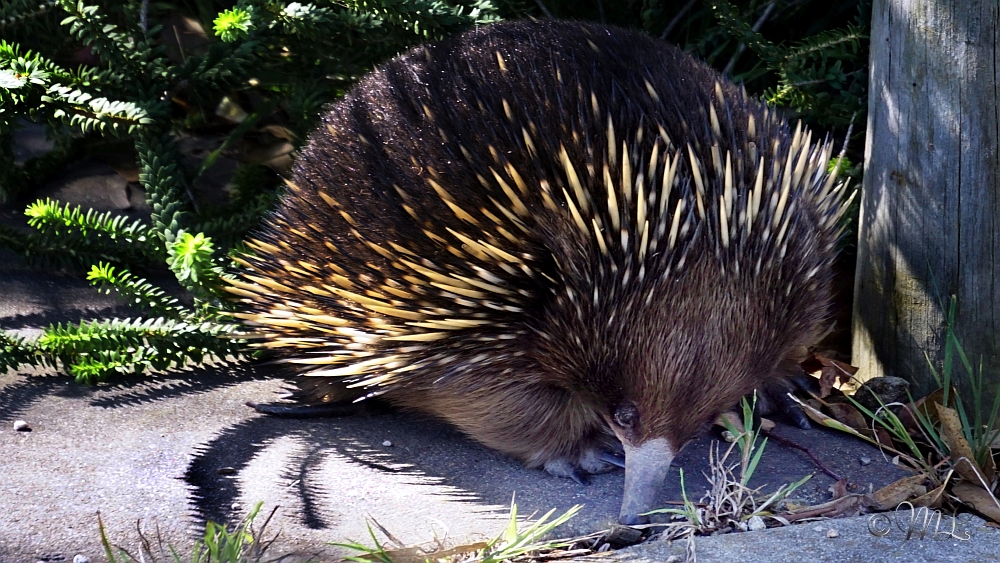Schnabeligel / Ameiseniegel / Echidna
2019-03-27_145513_DSC04729_SONY_ILCA-77M2.jpg