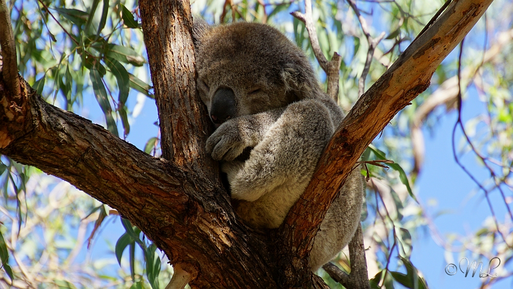 Koala 2019-03-27_143014_DSC04710_SONY_ILCA-77M2.jpg