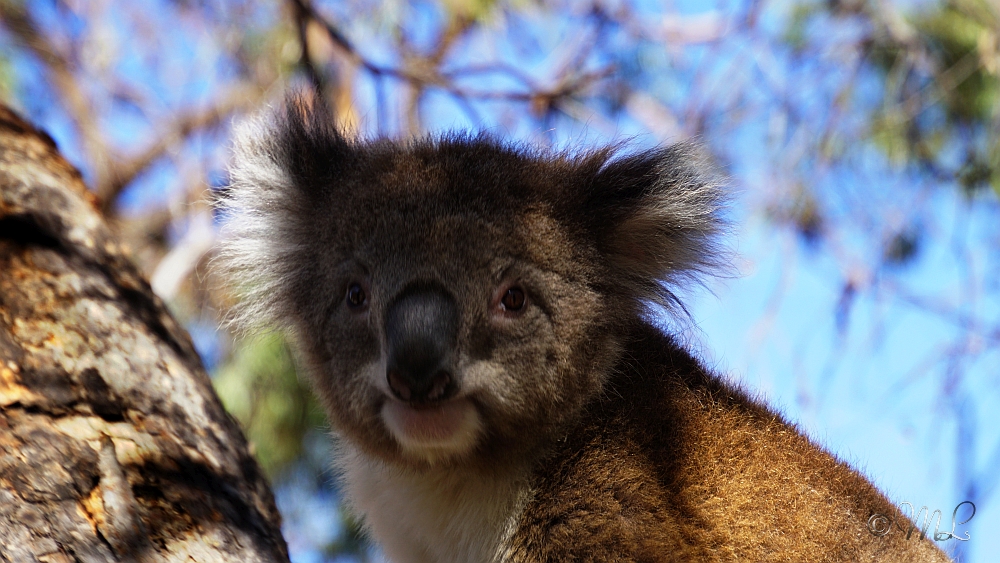 Koala 2019-03-27_143731_DSC04721_SONY_ILCA-77M2.jpg