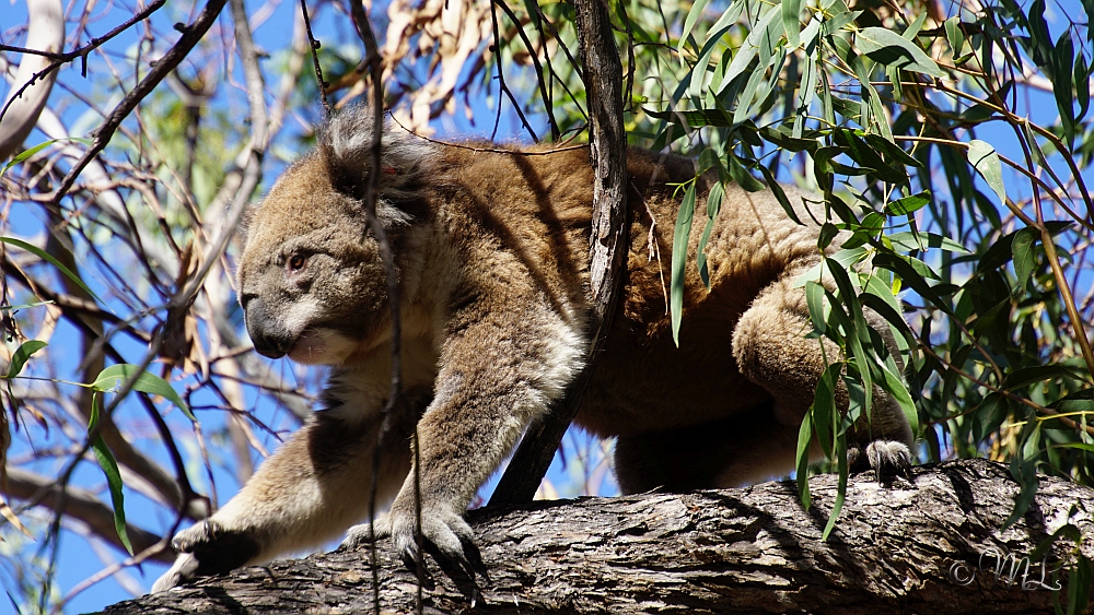 Koala 2019-03-27_143452_DSC04715_SONY_ILCA-77M2.jpg