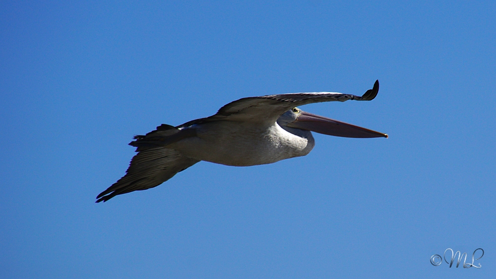 2019-03-27 094417 DSC04641 SONY ILCA-77M2 - 2019-03-27_094417_DSC04641_SONY_ILCA-77M2.jpg 2019-03-27_094417_DSC04641_SONY_ILCA-77M2.jpg