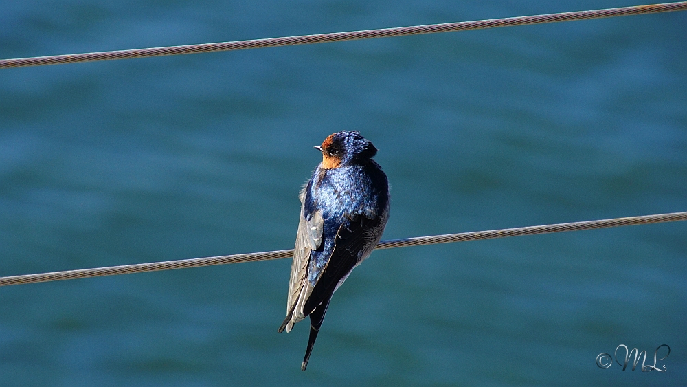 2019-03-27 115249 DSC04689 SONY ILCA-77M2 - 2019-03-27_115249_DSC04689_SONY_ILCA-77M2.jpg 2019-03-27_115249_DSC04689_SONY_ILCA-77M2.jpg