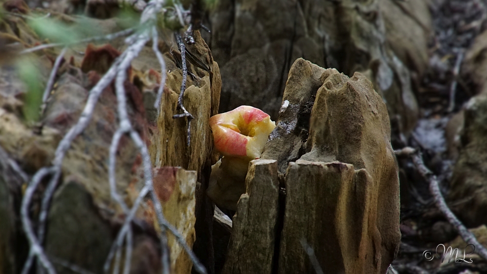 Nadgee Nature Reserve bei Mallacoota ;-) 2019-03-26_124312_DSC04616_SONY_ILCA-77M2.jpg