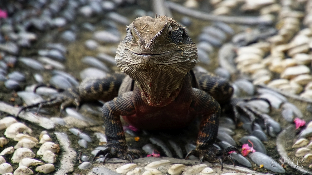 2019-03-16 124148 DSC03631 SONY ILCA-77M2 - 2019-03-16_124148_DSC03631_SONY_ILCA-77M2.jpg 2019-03-16_124148_DSC03631_SONY_ILCA-77M2.jpg