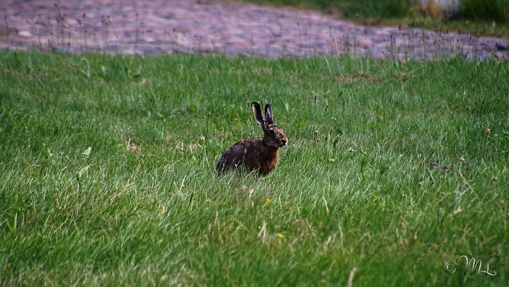 2019-06-27_160622_DSC05741_SONY_ILCA-77M2.jpg