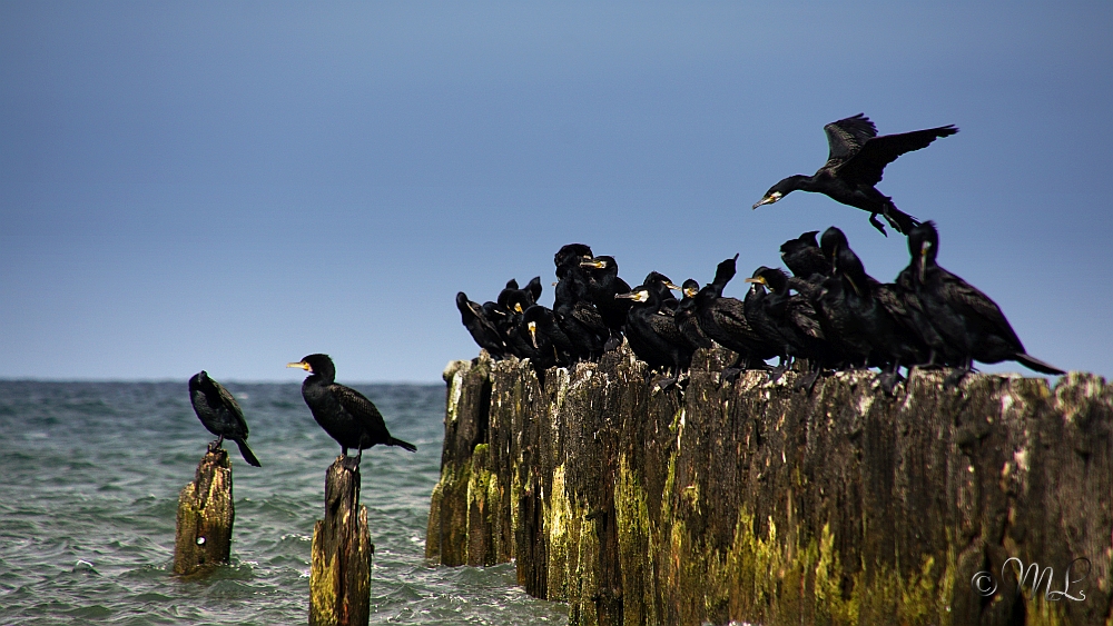 Buhnen in Glowe - Insel Rügen 2019-06-27_183536_DSC05782_SONY_ILCA-77M2.jpg