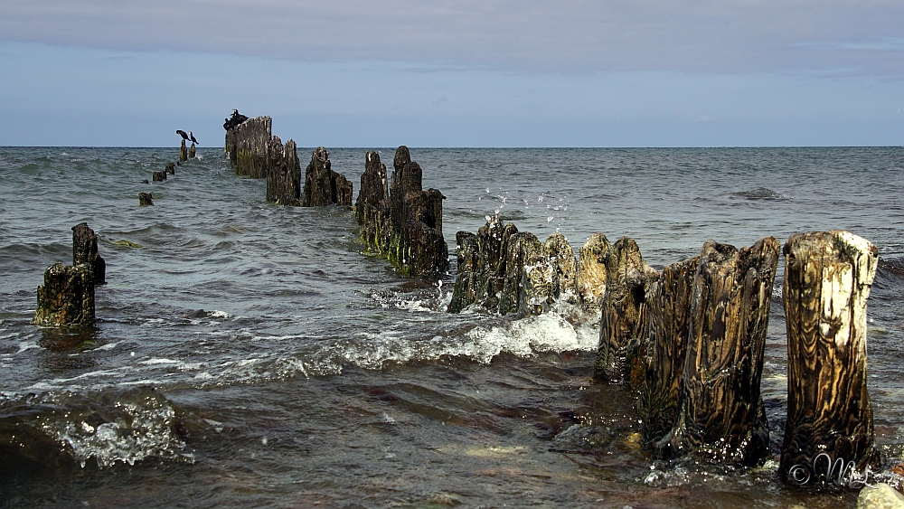 Buhnen in Glowe - Insel Rügen
2019-06-27_183654_DSC05785_SONY_ILCA-77M2.jpg