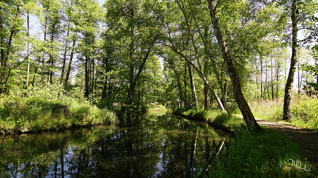 Kleine Kossa am Rundwanderweg Batzlin 2020-05-27_145620_DSC06328_SONY_ILCA-77M2.jpg
