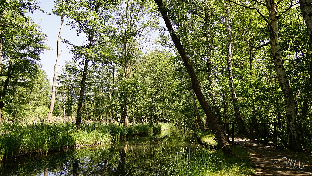 Kleine Kossa am Naturlehrpfad Rund um Lehde 2020-05-27_145820_DSC06332_SONY_ILCA-77M2.jpg