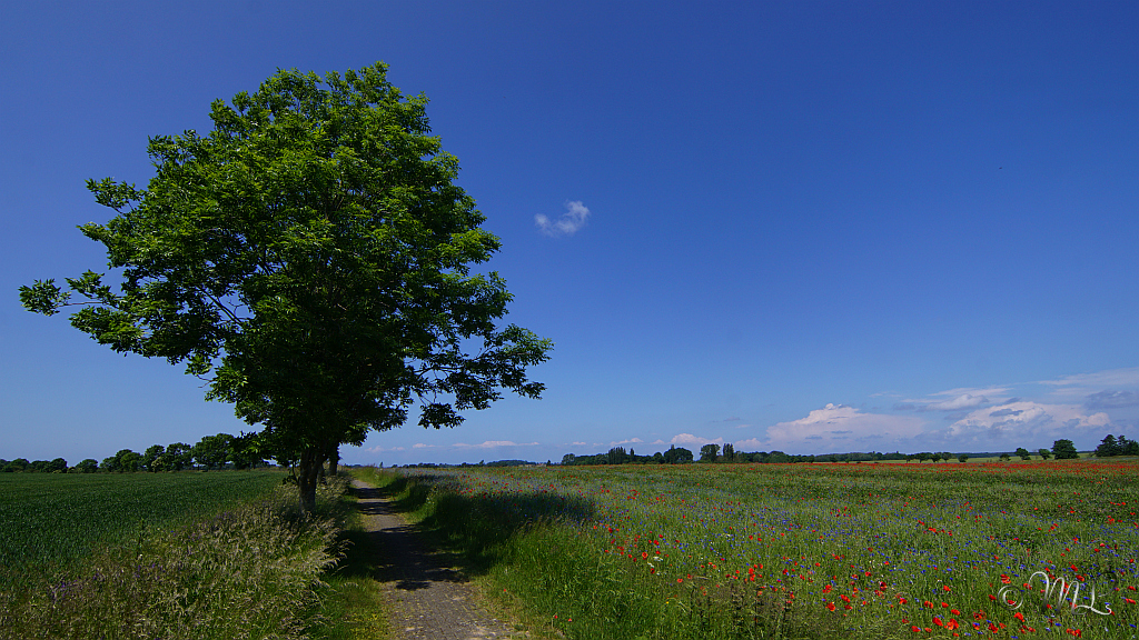2024-06-07_121741_DSC09567_SONY_ILCA-77M2.jpg